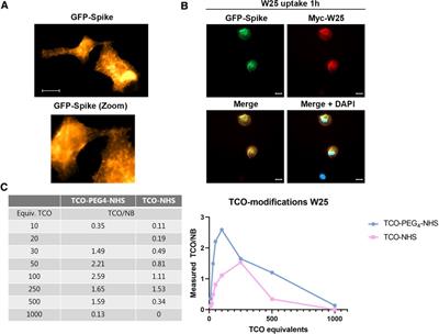 Development and evaluation of an 18F-labeled nanobody to target SARS-CoV-2's spike protein